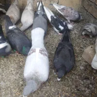 کبوترپرشی