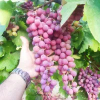 باغ-1500-متری-درختان-میوه-متنوع-آبیاری-قطره-ای