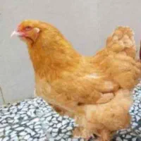 مرغ برهما نژاد اصل