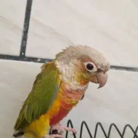طوطی گرینچیک