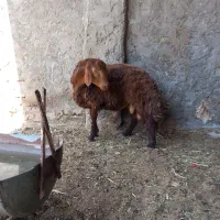 بره قوچ افشاری
