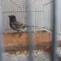 گلبسر جفتخور