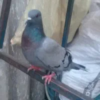 ۱/۰۰۰/۰۰۰|پرنده|قشلاق دشت, |دیوار