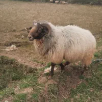 فروش قوچ ژن دار چندقلوزا