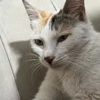 واگذاری گربه ی ماده