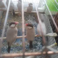 فنچ نرگسی شکلاتی