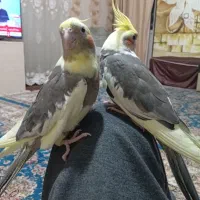 عروس هلندی