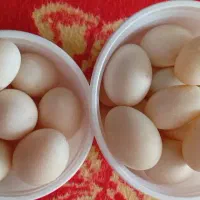 تخم مرغ|خوردنی و آشامیدنی|اردبیل, |دیوار
