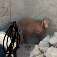 بره ماده