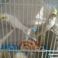 عروس هلندی