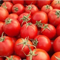 ابگیری گوجه درب منزل شما
