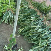 گل سانسوریا ابلق