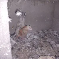 کبوتر جفت گاه