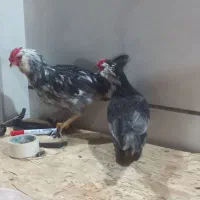 جوجه خروس گلین