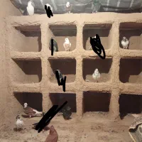کفتر