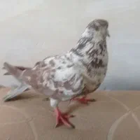 کبوتر