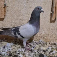 نر وماده پلاکی