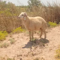 اهواز کارون