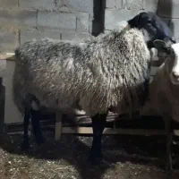 فروش نر رومانف