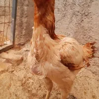 لاری|حیوانات مزرعه|پیشوا, |دیوار