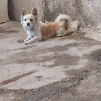 نژادش شیتزو