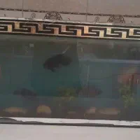 ده ماهی اسکار سایز بزرگ
