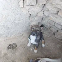 سگ سرابی