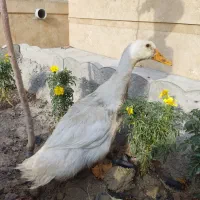 اردک