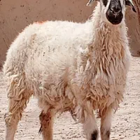 گوسفند ابست دوقلوزا
