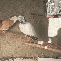 کفتر کبوتر پرشتی