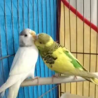 یک جفت مرغ عشق مولد بالغ