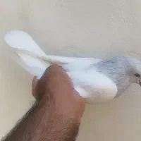 کبوتر درجه یک