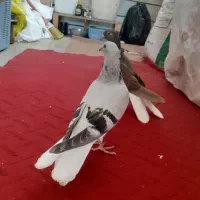 کبوتر|پرنده|بیرک, |دیوار