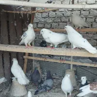 کفتر پرشی