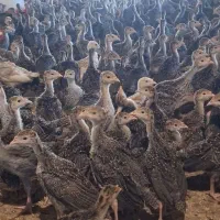 فروش جوجه بوقلمون ۴۵ روزه
