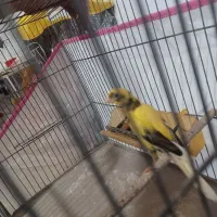 قناری ابلغ طلایی ماده ۱۷۰۰ طوسی ماده جوان