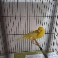 قناری رسمی بلند