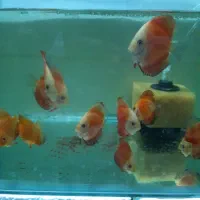 دیسکس|ماهی|قم, قلعه کامکار|دیوار