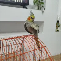 عروس هلندی ماده اهلی