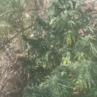 یونجه