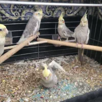 عروس هلندی