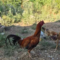 خروس عالی