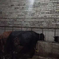گوساله|حیوانات مزرعه|اردبیل, |دیوار