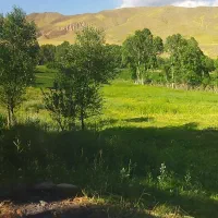 علف زنی داخل باغات و زمین