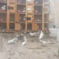 قفس جفت کن کفتر ۴ خونه