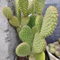 کا کتوس و گلهای زیبا
