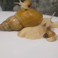 حلزون