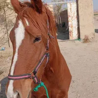 کره مادیان دو خون سه سال