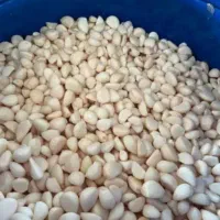 سیر پوست شده کلی و جزئی