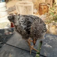 جوجه مرغ محلی